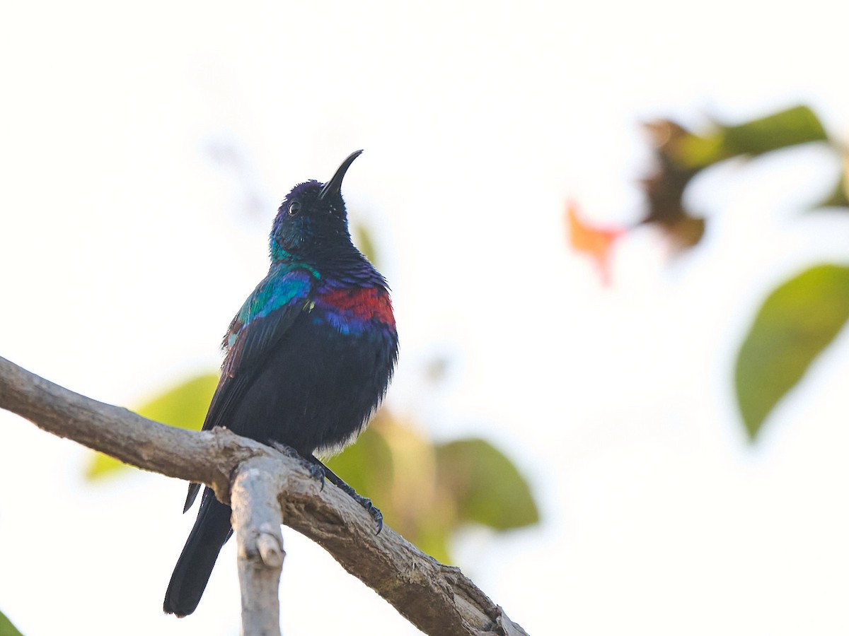 Arabian Sunbird - ML646249635