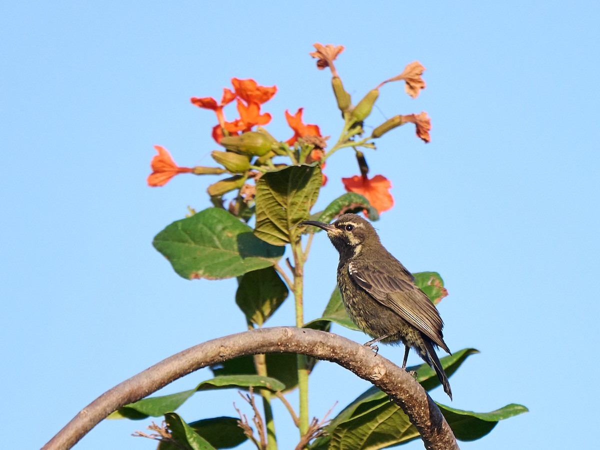 Arabian Sunbird - ML646249636