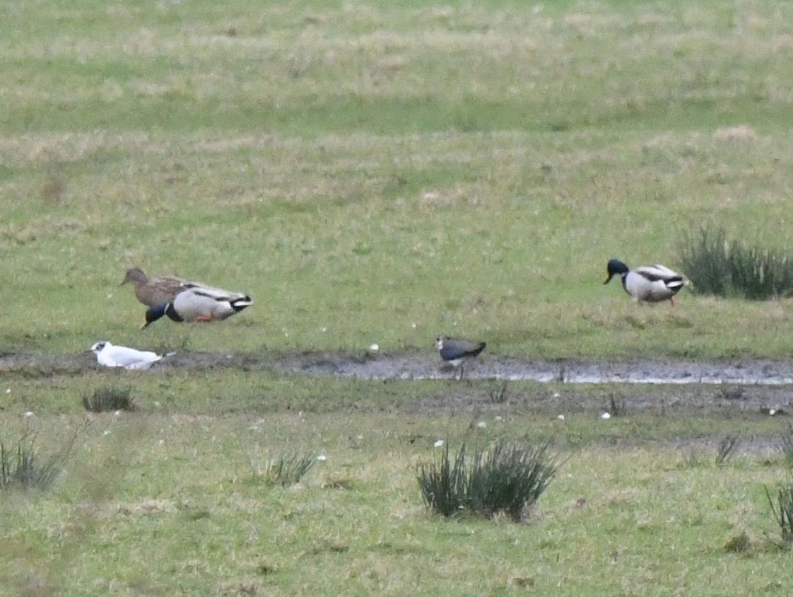 Mallard - ML646249638