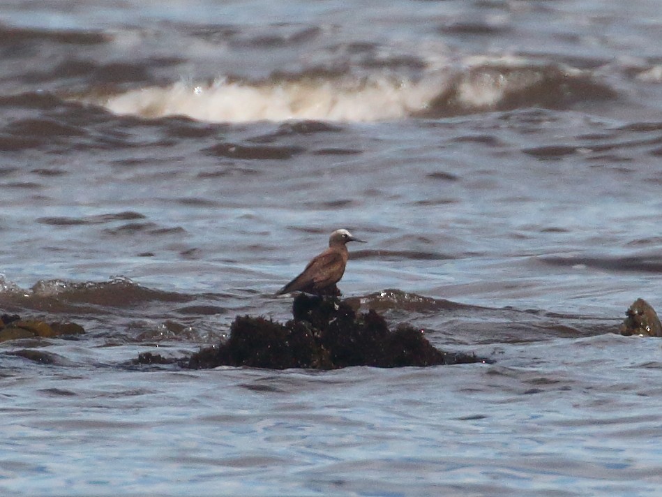 Lesser Noddy - ML646249644