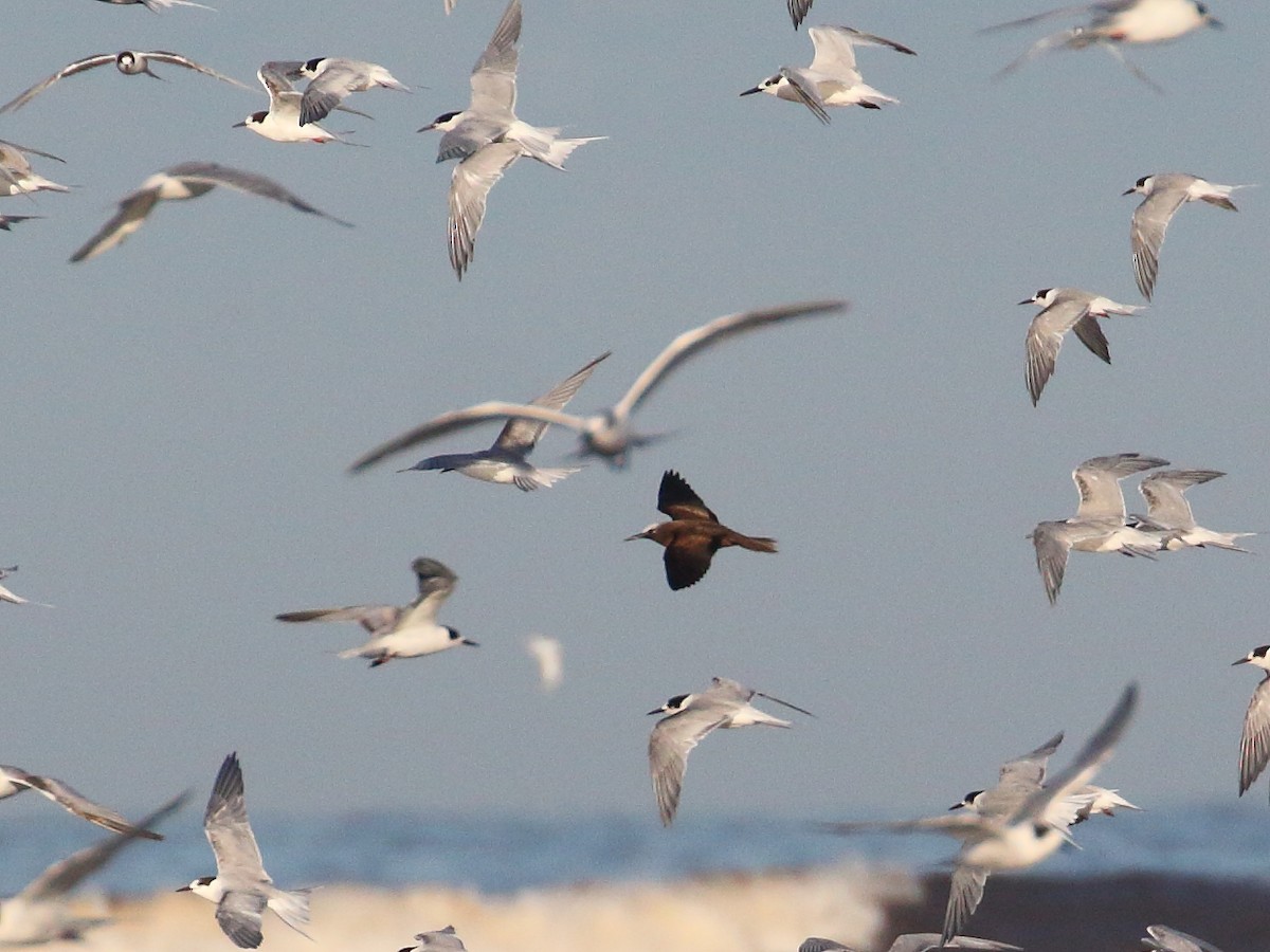 Lesser Noddy - ML646249654