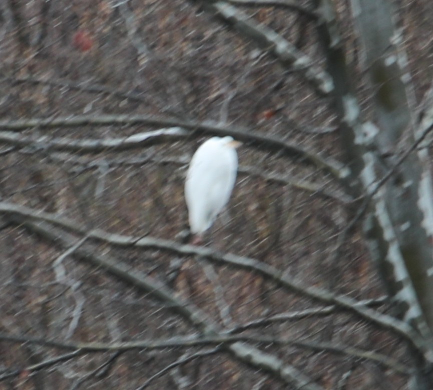 Great Egret - ML646249655