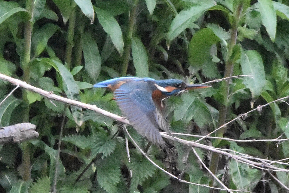Common Kingfisher - ML646249656