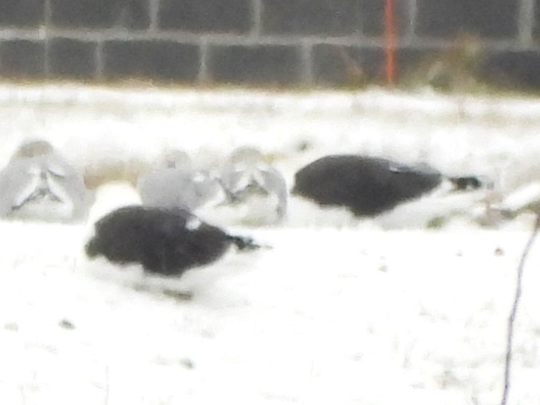 Great Black-backed Gull - ML646249658