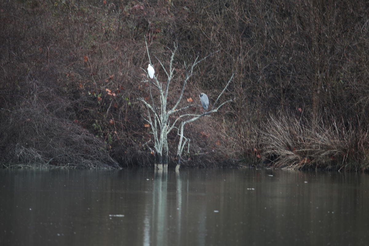 Great Egret - ML646249669