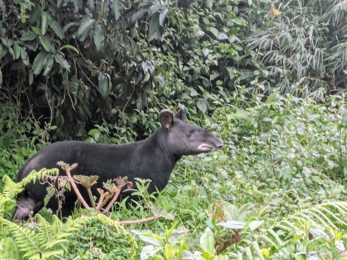 Mountain Tapir - ML646249689