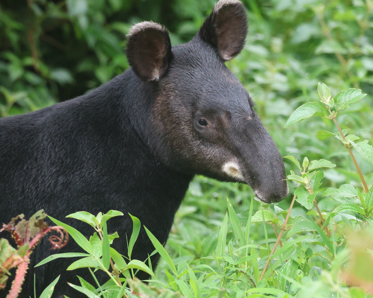 Mountain Tapir - ML646249690