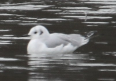 Bonaparte's Gull - ML646249691