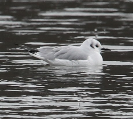 Bonaparte's Gull - ML646249693