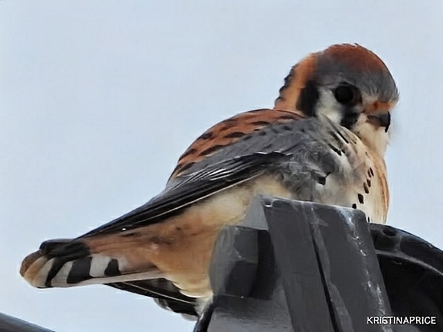 American Kestrel - ML646249694