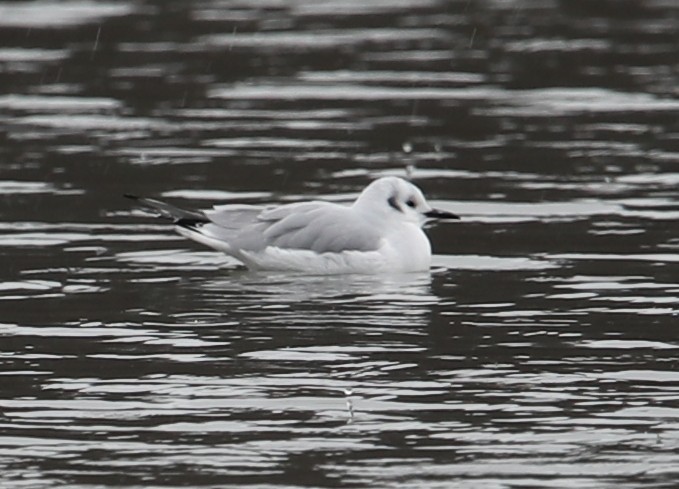 Bonaparte's Gull - ML646249699