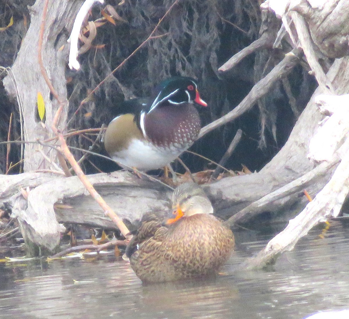 Wood Duck - ML646249709