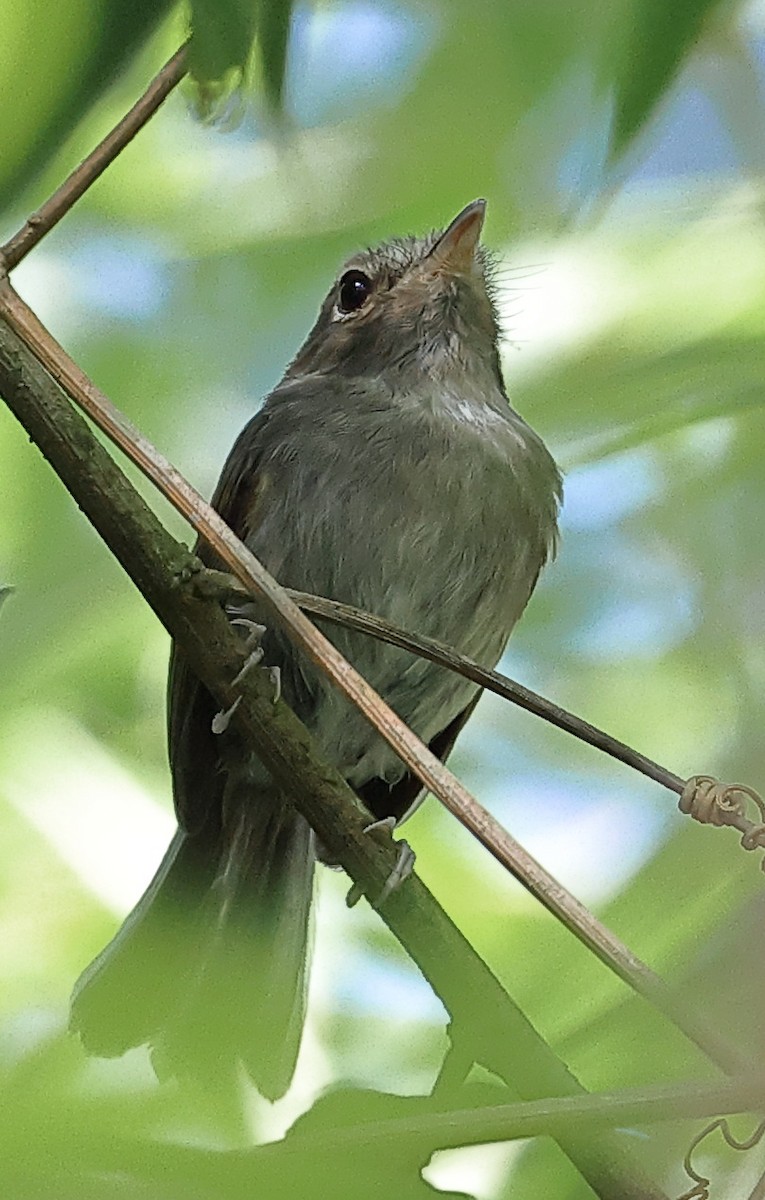 Todirostre à poitrine ombrée - ML646249712