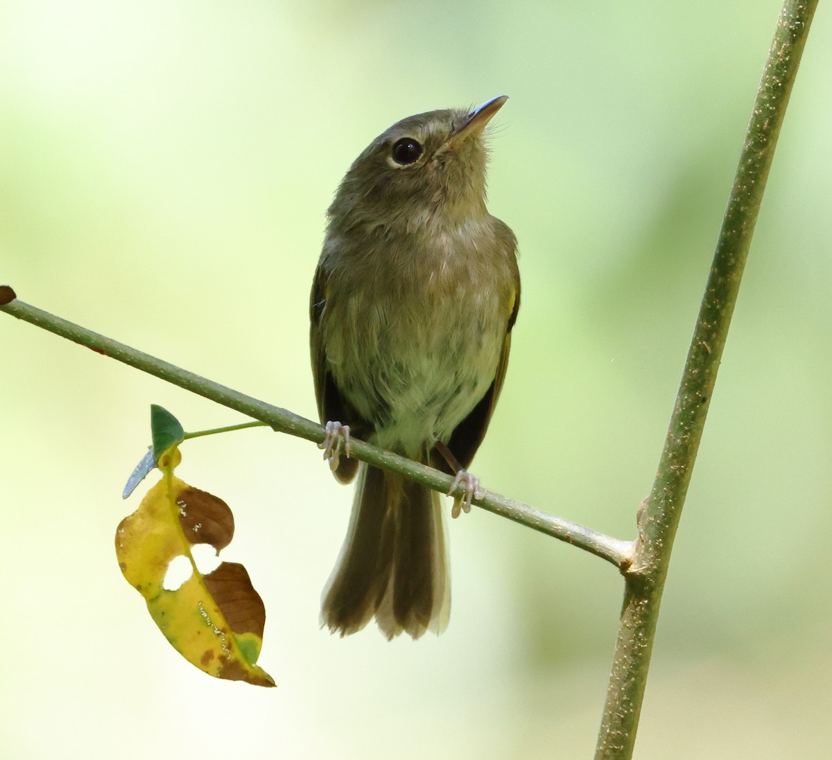Todirostre à poitrine ombrée - ML646249713