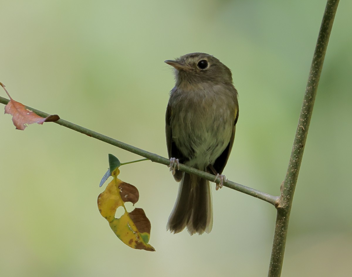 Todirostre à poitrine ombrée - ML646249714