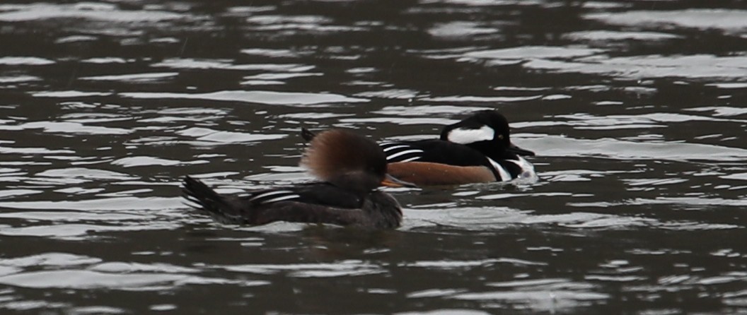 Hooded Merganser - ML646249716