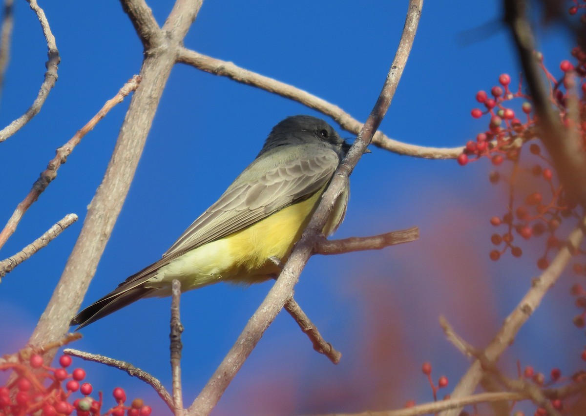 Cassin's Kingbird - ML646249722