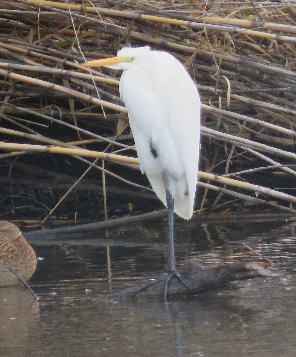 Great Egret - ML646249723