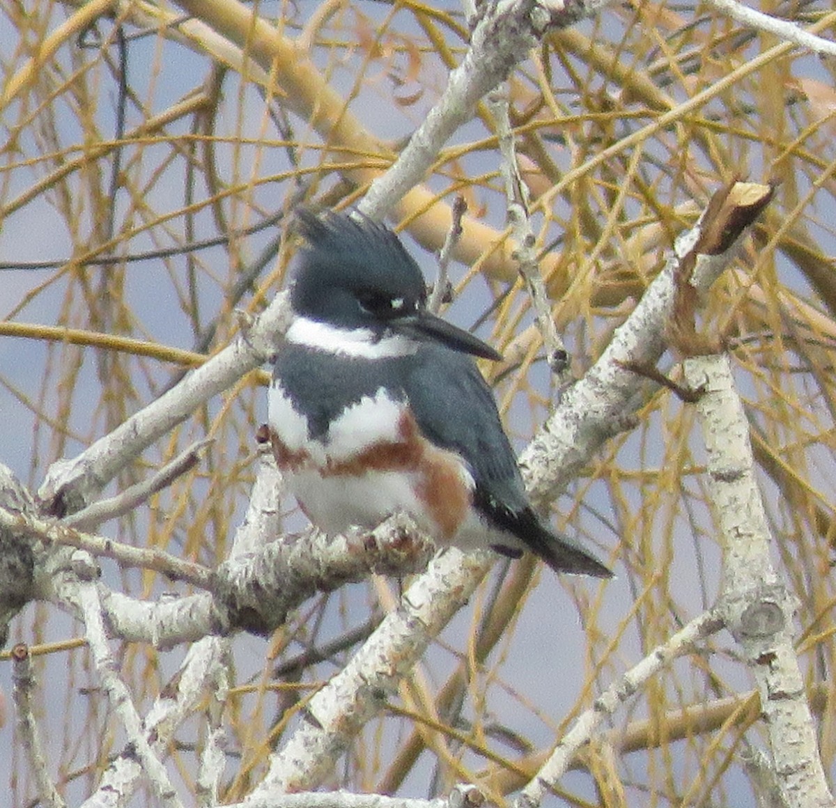 Belted Kingfisher - ML646249734