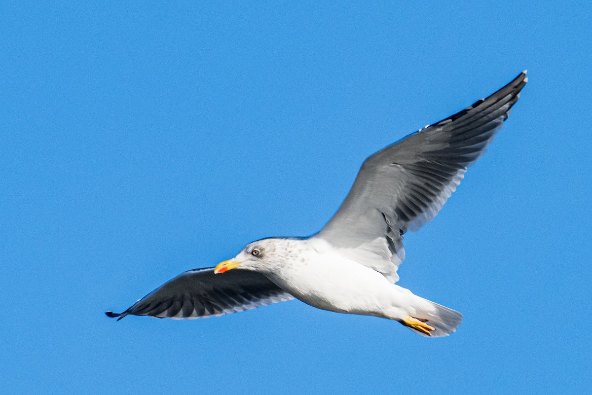 Lesser Black-backed Gull - ML646249744