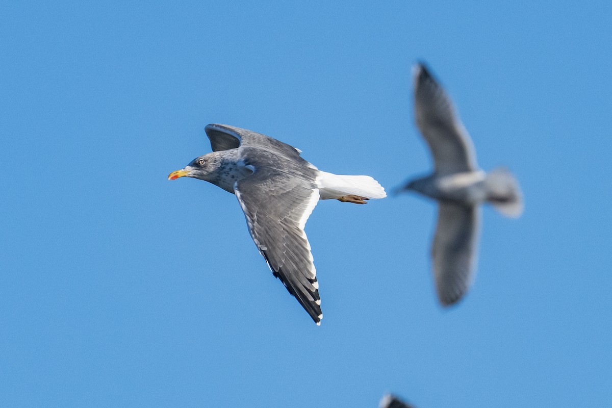 Lesser Black-backed Gull - ML646249746