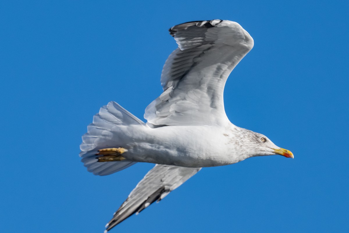 Lesser Black-backed Gull - ML646249747