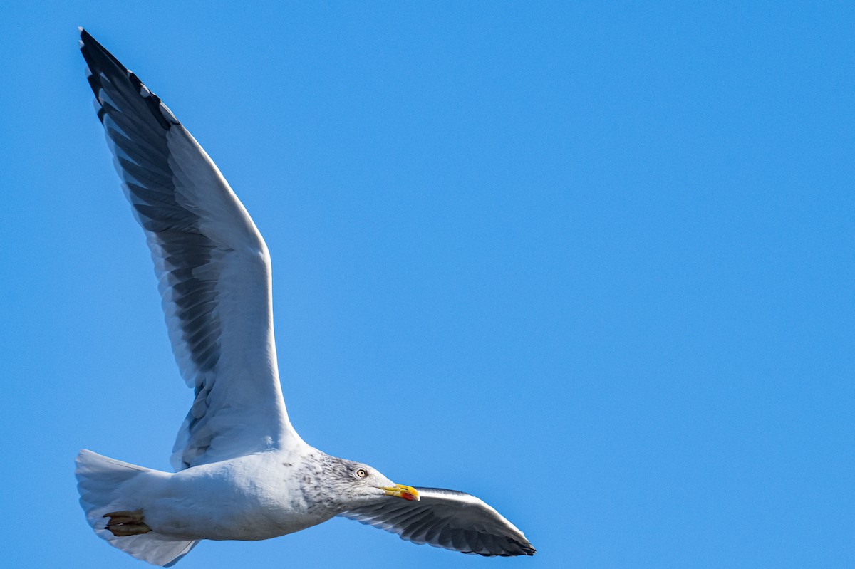 Lesser Black-backed Gull - ML646249748