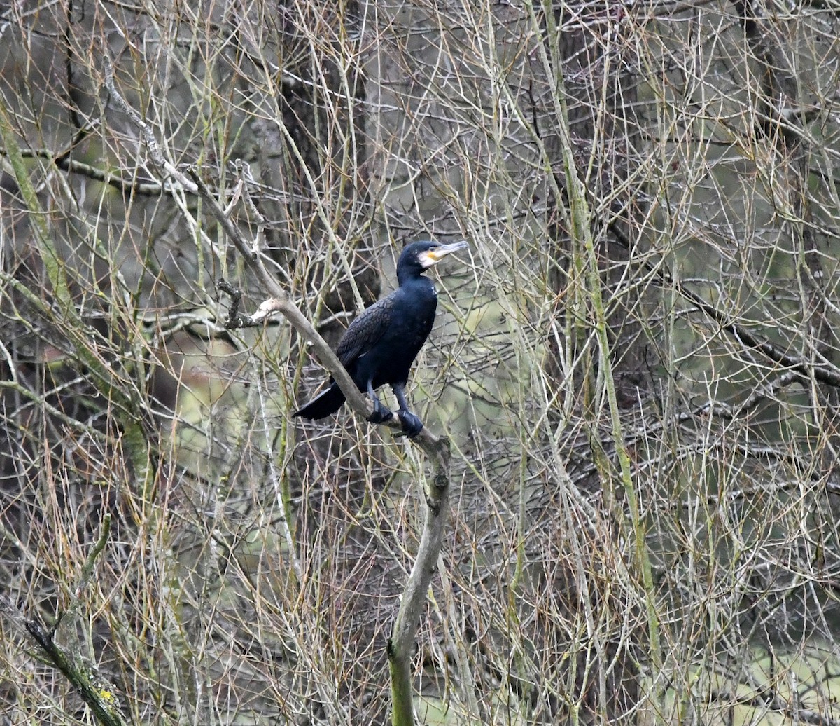 Большой баклан - ML646249753