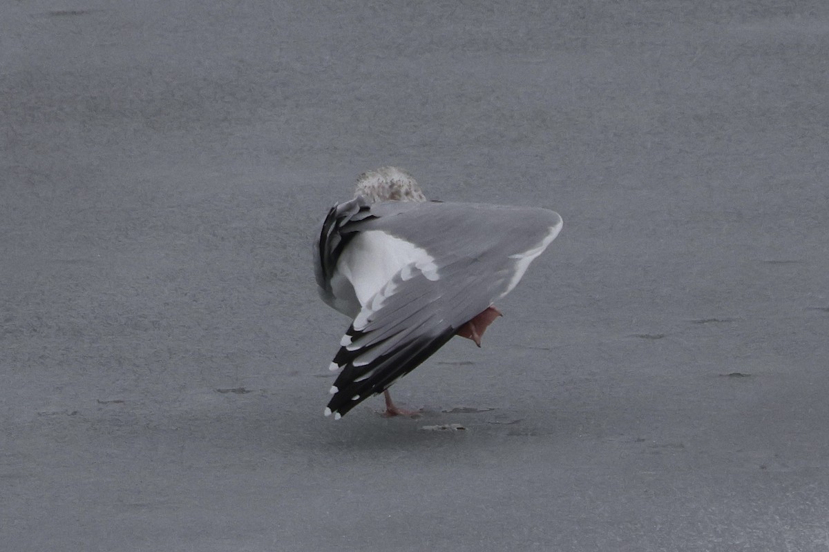 Американская чайка - ML646249756