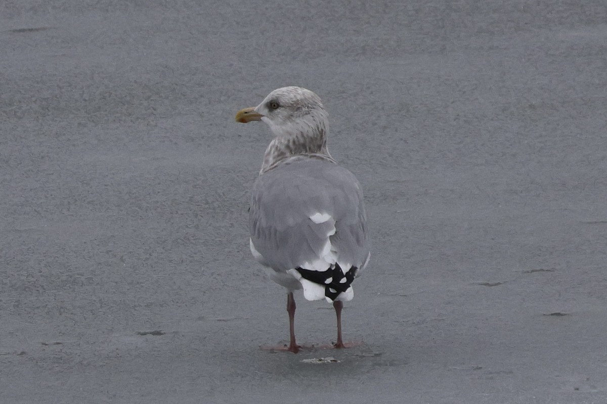 Американская чайка - ML646249757