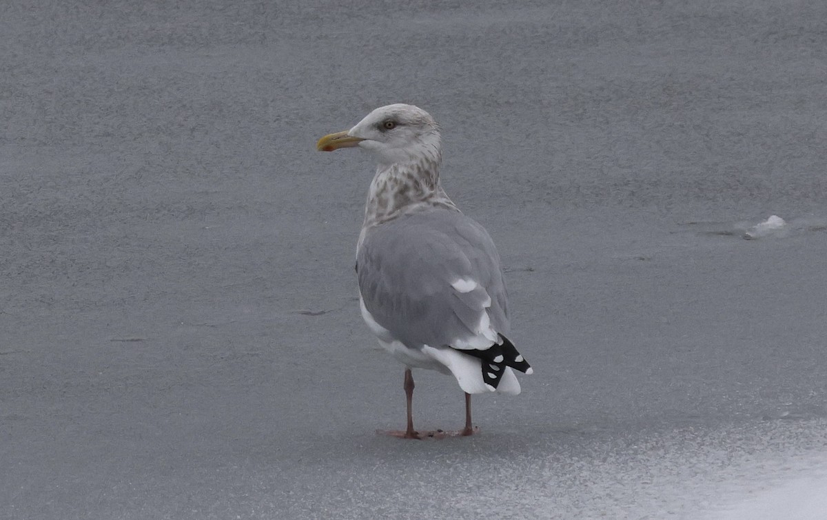 Американская чайка - ML646249759