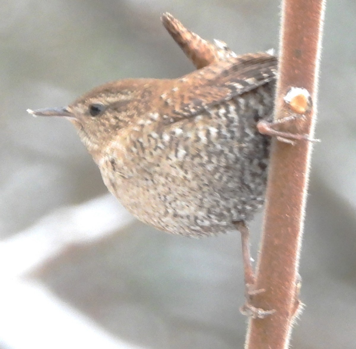 Американский крапивник - ML646249760