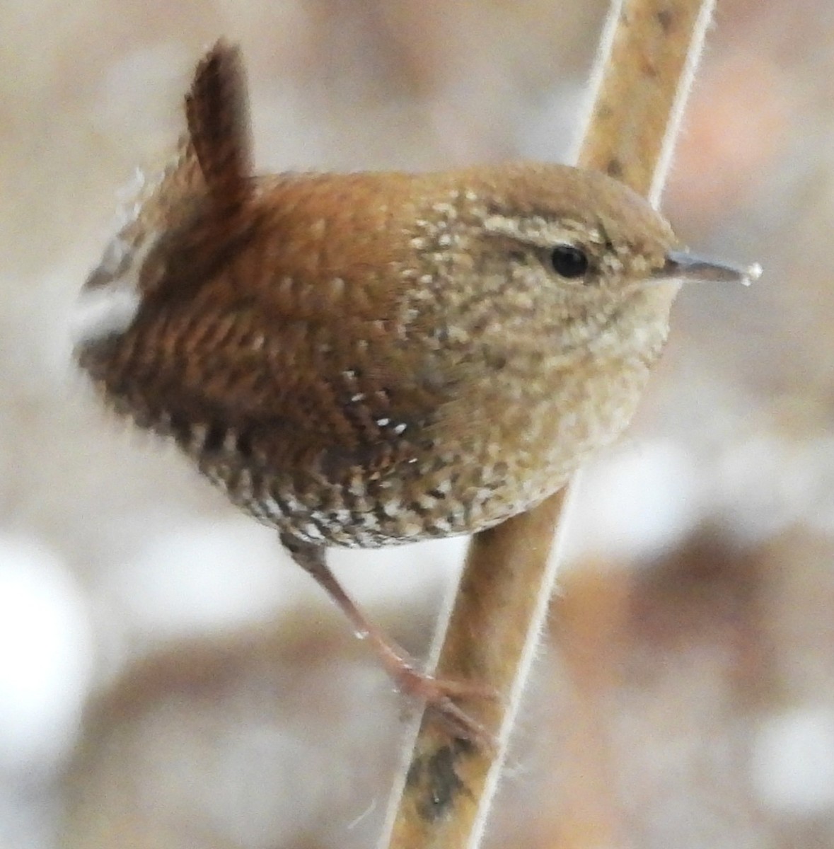 Американский крапивник - ML646249762