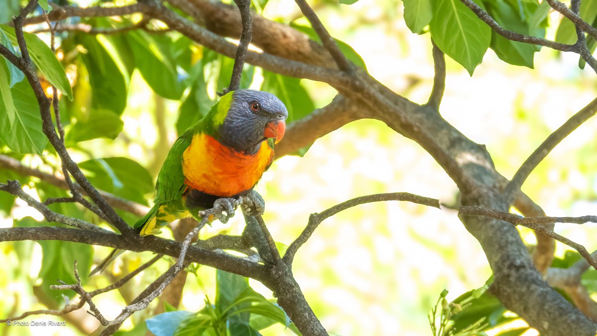 Радужный лорикет - ML646249763