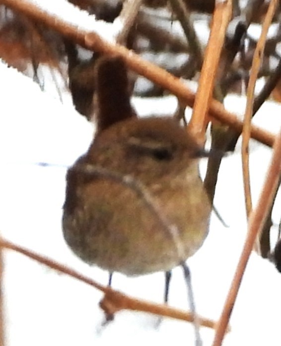 Американский крапивник - ML646249764