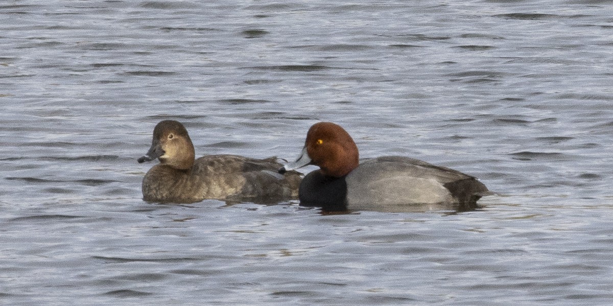 Американский нырок - ML646249766