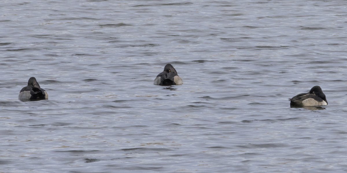 Кольчатая чернеть - ML646249768