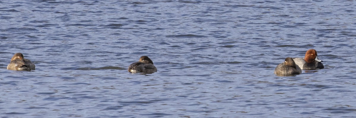 Американский нырок - ML646249769