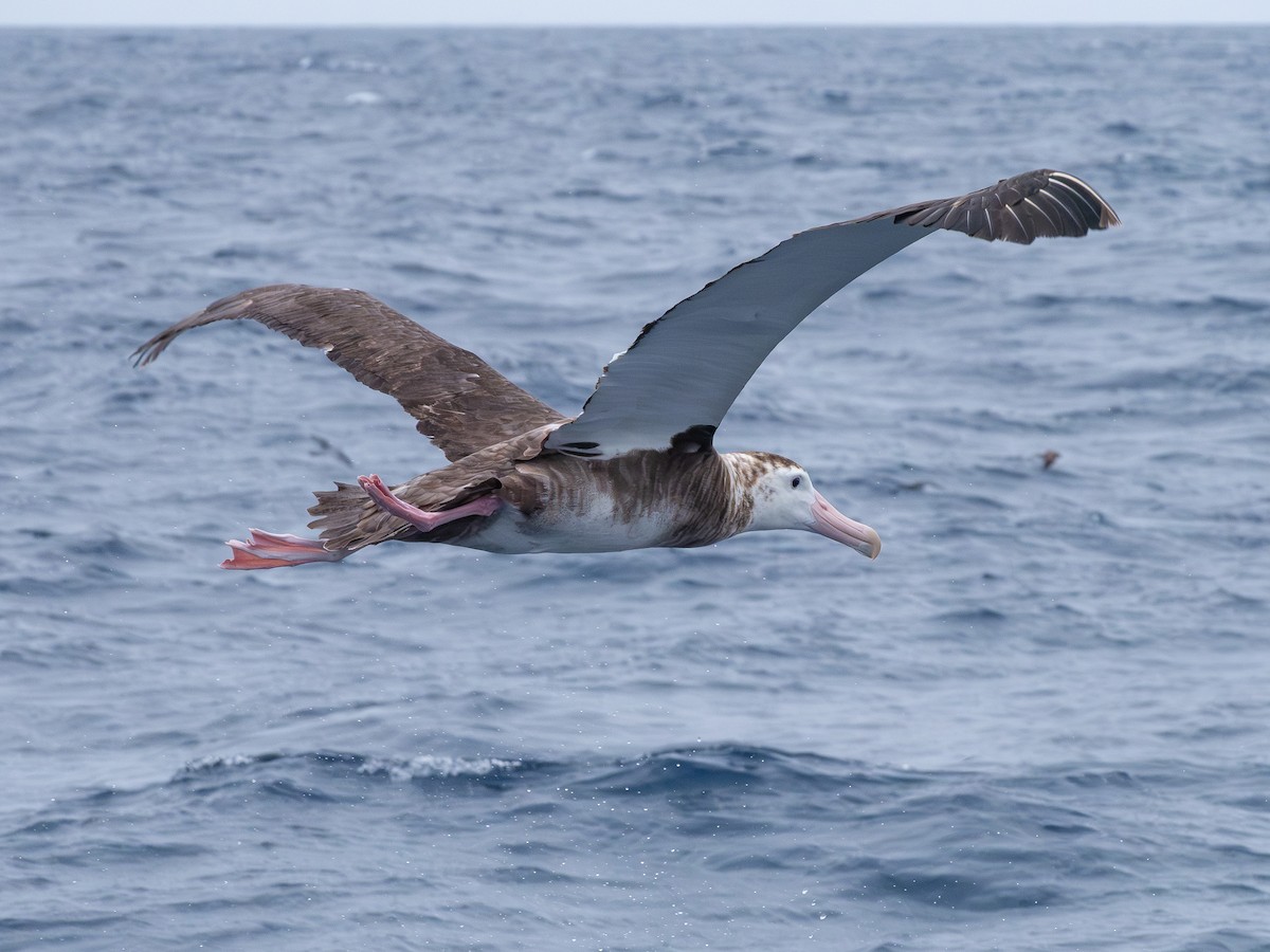 Antipodean Albatross (Gibson's) - ML646249772