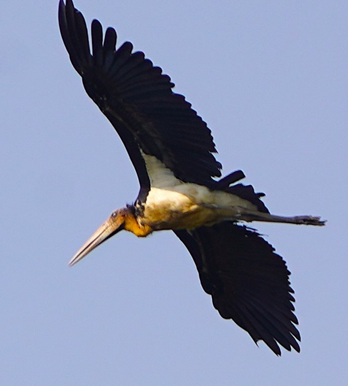 Зондский марабу - ML646249773