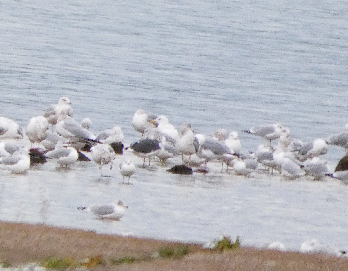 Larus sp. - ML646249774