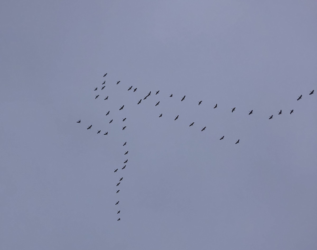 Канадский журавль - ML646249775