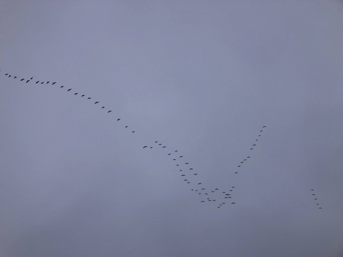 Канадский журавль - ML646249776