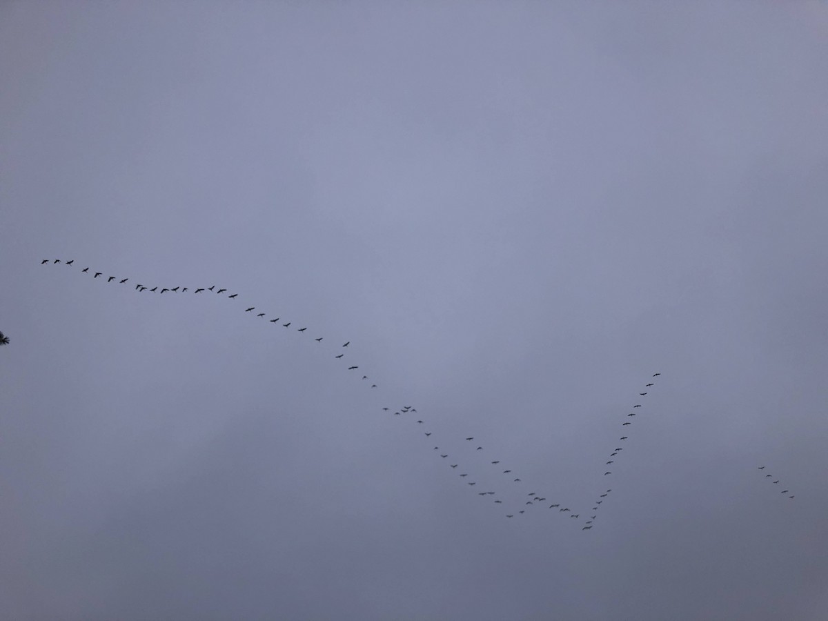 Канадский журавль - ML646249777