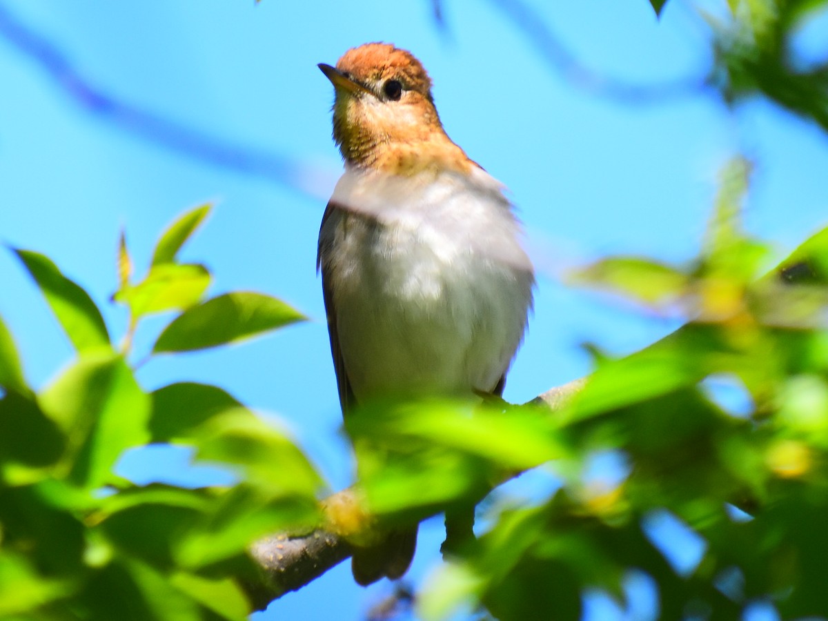 viriskogtrost - ML646249778