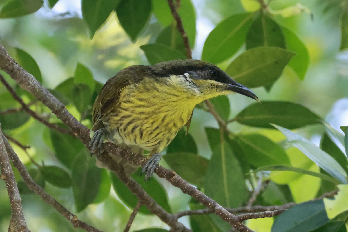 Иволговый медосос - ML646249779