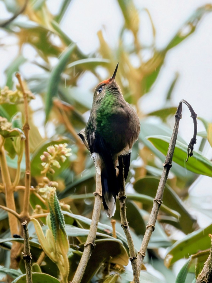 Бородатый радужник - ML646249780