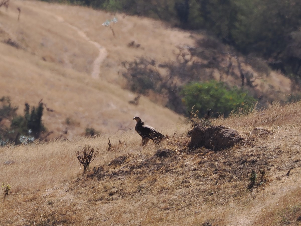 Орёл-могильник - ML646249781