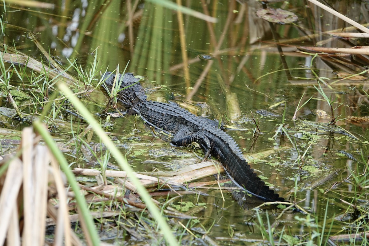American Alligator - ML646249784