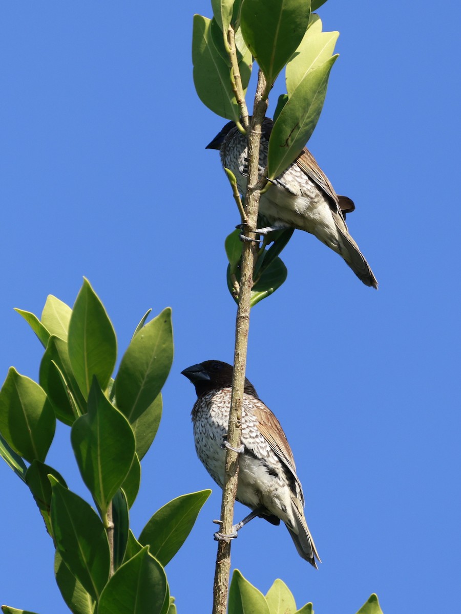 Чешуйчатая муния - ML646249786